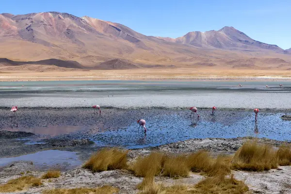 Avaroa Ulusal Parkı 'nın sığ sularında kıraç dağlar ve engin gökyüzüyle çevrili renkli flamingolar yürür. Canlı sahne Bolivya 'nın eşsiz vahşi yaşam ve manzarasını gözler önüne seriyor..