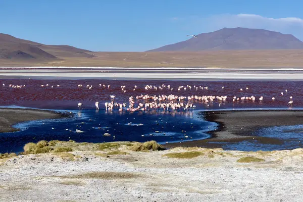 Bolivya 'daki Avaroa Ulusal Parkı' nda berrak bir gökyüzü altında parlak pembe flamingolar sığ sularda duruyor..