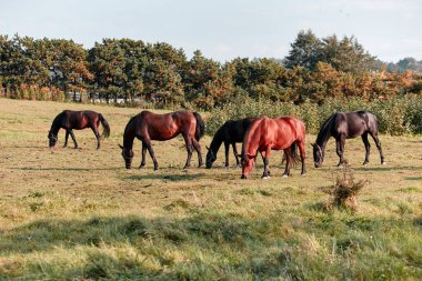 Birkaç at, hem kahverengi hem de siyah, parlak güneş ışığı altında yemyeşil bir çayırda huzur içinde otluyor. Ağaçlar arka planda, sakin bir ortam yaratıyor