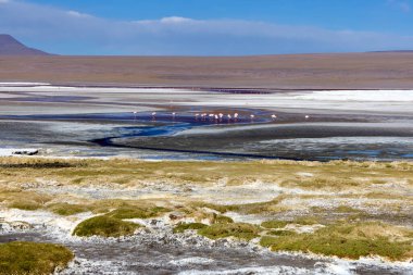 Bolivya 'daki Avaroa Ulusal Parkı boyunca uzanan geniş tuz düzlükleri, manzarada süzülen dingin bir dere ile birlikte. Bir flamingo sürüsü açık mavi gökyüzünün altında otlar..