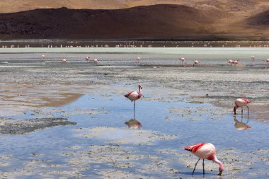 Flamingolar, Bolivya 'daki Avaroa Ulusal Parkı' ndaki sığ göllerde, berrak mavi gökyüzü altında nefes kesici manzaralar arasında yiyecek ararken,.