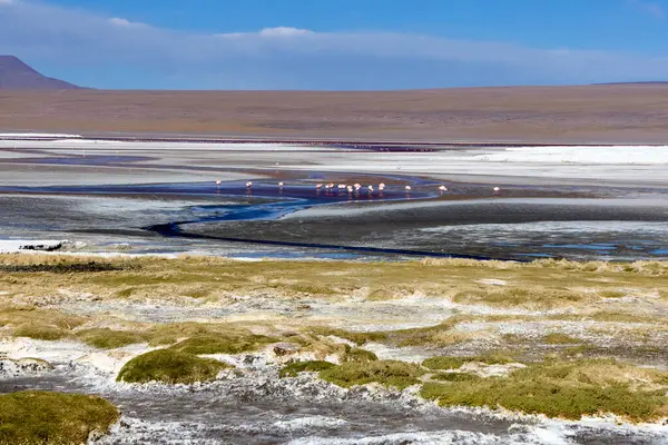 Bolivya 'daki Avaroa Ulusal Parkı boyunca uzanan geniş tuz düzlükleri, manzarada süzülen dingin bir dere ile birlikte. Bir flamingo sürüsü açık mavi gökyüzünün altında otlar..