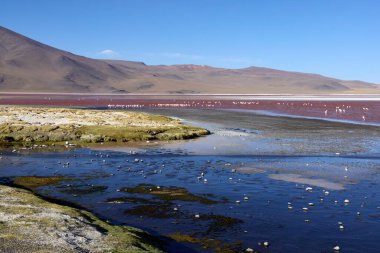Avaroa Ulusal Parkı 'nda, Bolivya' da, açık mavi gökyüzü ile zıt bir kırmızı lagün, sığ sularda zarif bir şekilde yürüyen flamingo sürüleri nefes kesici bir doğal manzara yaratıyor..