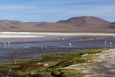 Flamingo grupları, Avaroa Ulusal Parkı 'nın sığ sularında, açık bir günde büyüleyici kuru manzaralar ve uzak dağlarla çevrili olarak beslenirler..