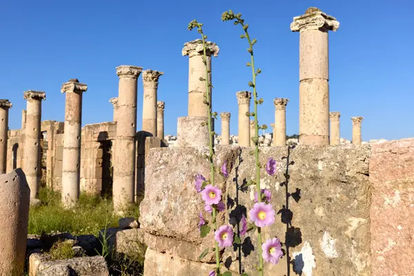 Ürdün, Jerash 'ın kadim sütunları arasında güzel kır çiçekleri yetişir. Sitede, güneşli günlerde tarih meraklıları ve ziyaretçilerin ilgisini çeken iyi korunmuş Roma harabeleri sergileniyor..