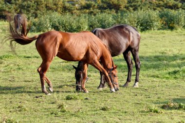 İki at, biri kahverengi ve biri siyah, yeşil bir çayırda otluyor. Sahne, yazın sonlarında güneşli bir öğleden sonra doğanın sakinliğini yakalar.