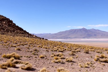 Bolivya 'daki Avaroa Ulusal Parkı' ndaki açık mavi gökyüzü altında engin kurak arazi seyrek sarımsı bitki örtüsü ve kayalık arazi sergileniyor. Görkemli dağlar uzak ufku çerçeveler..