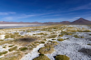 Avaroa Ulusal Parkı 'nın uçsuz bucaksız genişliğinde beyaz tuz düzlüklerinin ortasında kendine özgü yeşil bitki örtüsü bulunur. Gündüz vakti eşsiz ekosistemi ve çarpıcı jeolojik oluşumları vurgular..