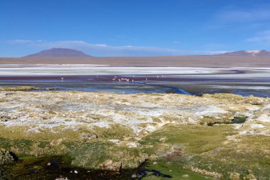 Bolivya 'daki Avaroa Ulusal Parkı boyunca uzanan geniş tuz düzlükleri, çeşitli vahşi yaşamın akşam ışığı altında berrak mavi bir gökyüzü altında bir dağ zeminine doğru büyüdüğü yer..