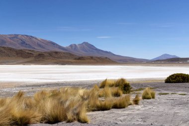 Avaroa Ulusal Parkı 'ndaki Colorada Lagoon, kıyı şeridi boyunca Paja Brava çimlerini, geniş tuz düzlükleri ve parlak mavi gökyüzünün altında görünen dağları sergiliyor..