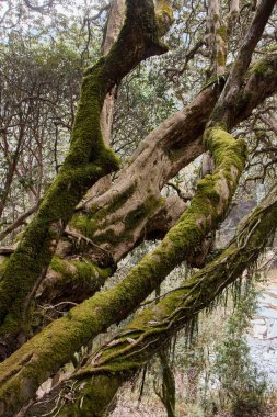 Yürüyüşçüler, Nepal 'deki büyüleyici Annapurna yürüyüş rotasında ilerliyorlar. Etrafı yosun kaplı yosun ağaçları ve yemyeşil ağaçlarla çevrili. Doğanın güzelliğini ve dinginliğini gözler önüne seriyorlar.