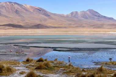 Bolivya 'daki Avaroa Ulusal Parkı' nın sakin sularını çevreleyen görkemli dağlar manzaranın canlı renklerini yansıtır. Flamingolar kıyı boyunca huzur içinde yürürler..