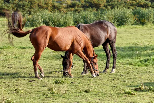 İki at, biri kahverengi ve biri siyah, yeşil bir çayırda otluyor. Sahne, yazın sonlarında güneşli bir öğleden sonra doğanın sakinliğini yakalar.