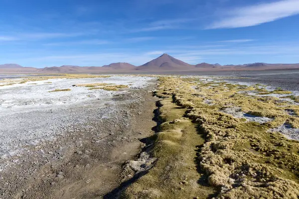 Bolivya 'daki Avaroa Ulusal Parkı boyunca uzanan geniş tuz düzlükleri, açık mavi gökyüzünün altındaki bitki örtüsü ve uzak dağlarla çelişiyor..