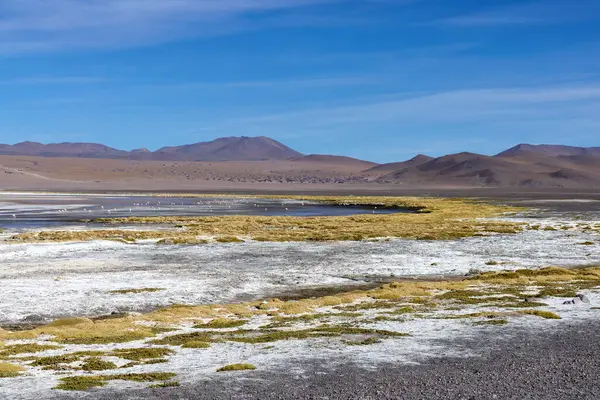 Parlak gökyüzü, Avaroa Ulusal Parkı 'nın vurucu tuz düzlüklerine yayılmış eşsiz jeolojik oluşumlar ve Bolivya manzarasının dingin güzelliğini sergiliyor..