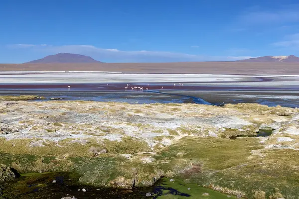 Bolivya 'daki Avaroa Ulusal Parkı boyunca uzanan geniş tuz düzlükleri, çeşitli vahşi yaşamın akşam ışığı altında berrak mavi bir gökyüzü altında bir dağ zeminine doğru büyüdüğü yer..