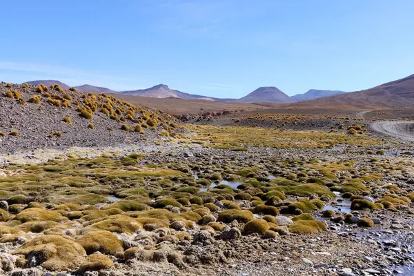 Avaroa Ulusal Parkı 'ndaki geniş bir ovada parlak bir gökyüzünün altındaki etkileyici dağ zirveleriyle çerçevelenmiş kayalık araziye yayılmış canlı yeşil yosun parçaları sergileniyor.