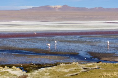 Majestic flamingolar Bolivya 'daki Avaroa Ulusal Parkı' ndaki tuz düzlüklerinin sığ sularında yürürler. Benzersiz manzara, çarpıcı bir kontrast yaratan kırmızı ve beyaz minerallerin parçalarını içeriyor..