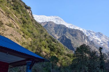 Nepal 'in Annapurna bölgesinde verimli yeşilliklerin üzerinde görkemli dağlar yükselir. Açık mavi gökyüzü karlı tepeleri vurguluyor, bölgeyi keşfeden yürüyüşçüler için çarpıcı bir zemin.