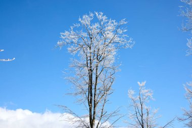 Paltoları parlak mavi gökyüzüne karşı duran uzun ağaçların dalları. Manzara sakin, kışın güzelliğini gösteriyor.
