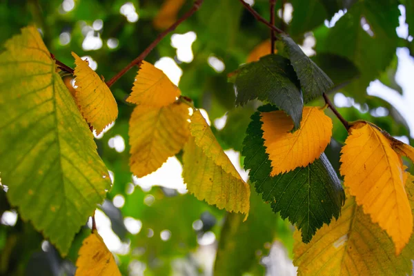 Sonbaharda, ağaçtaki renkli yaprakların yakın çekimi.