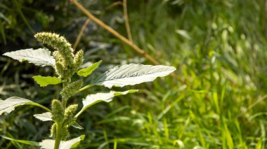 Bulanık çimenlerin ve telif alanının arka planına karşı bir bitkinin yakın çekimi