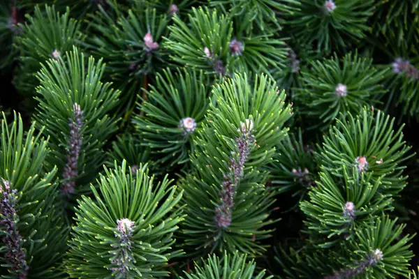 Kozalaklı dallara, yeşil köknar ağacına yakın.