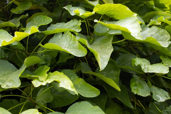 Close Big Green Leaves Overgrown Bush — Stock Photo, Image