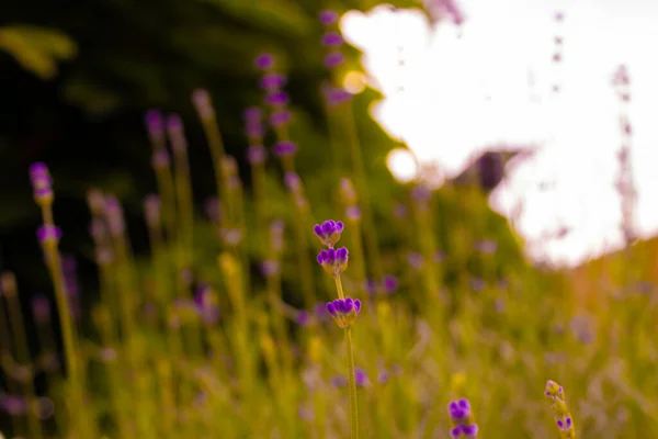 Parlak mor bitki solmuş sonbahar çimenleri ve parlak güneş ışığı, bulanık arkaplan