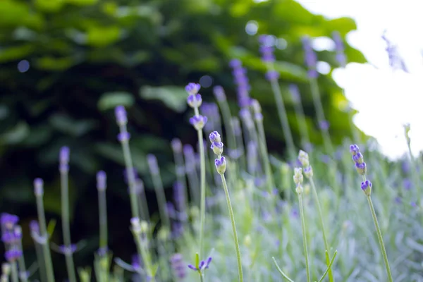 Küçük mor çiçeklerin yakın plan çekimleri yeşillik ve parlak güneş ışığına karşı