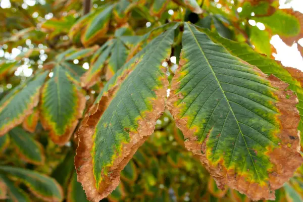 Yeşil bir ağaçta yarı kurumuş büyük yapraklar, sonbaharın güzelliği.