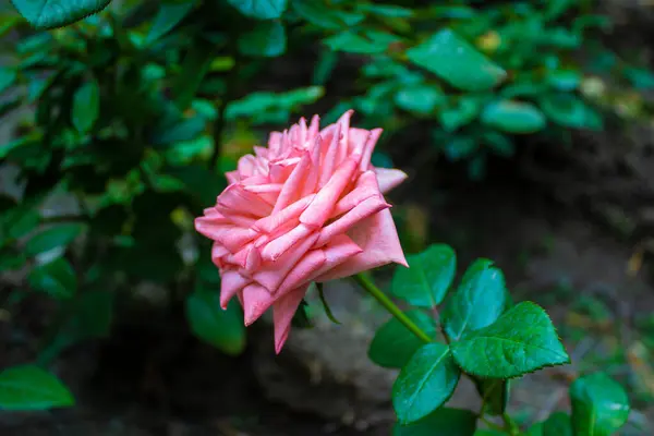Single Rose Pink Bud Background Green Foliage — Stock Photo, Image