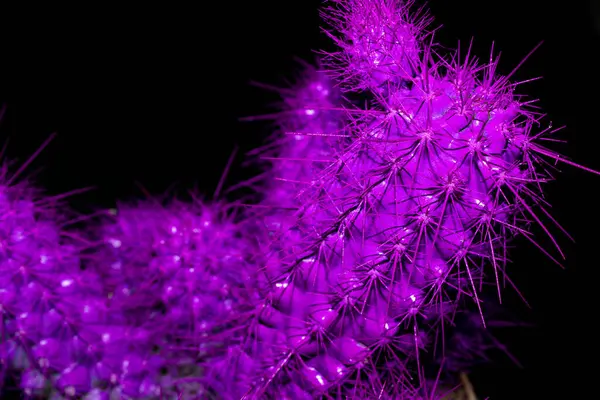 Aşırı yakın plan parlak mor kaktüs.