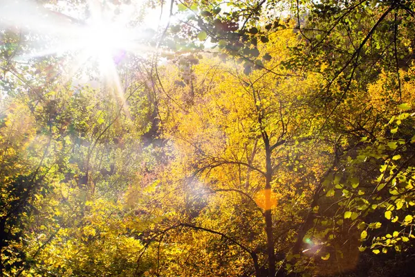 Dağ ormanlarının sonbahar güzelliği Parlak gün ışığında