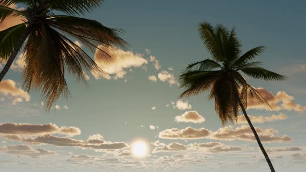 Beautiful Sunset Backdrop Palm Trees Clouds Landscape Nature Weekend Vacation — Vídeos de Stock
