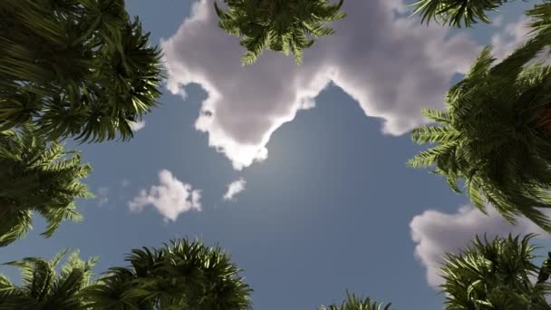 Looking Palm Trees Sky Clouds Landscape Nature Weekend Vacation — Wideo stockowe