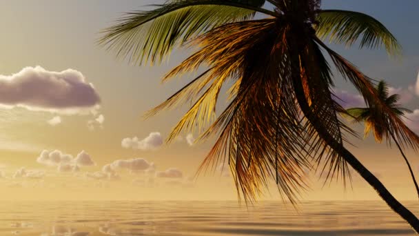 Beautiful Sunset Sea Tropics Palm Trees Clouds Landscape Nature Weekend — Vídeo de stock