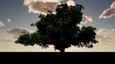 Lonely tree in a field against the background of clouds