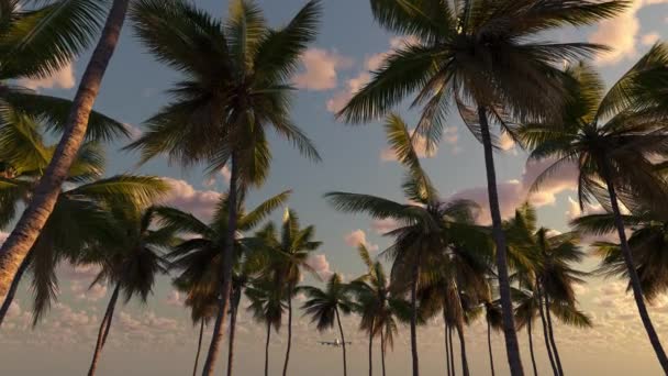 Aereo Sorvola Spiaggia Palme Weekend Turistico Vacanze Tropici — Video Stock
