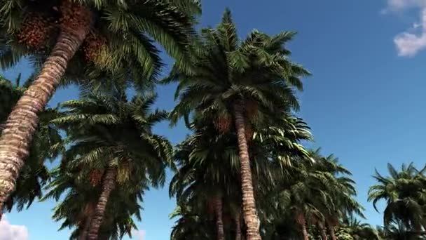 Tropical Landscape Clouds Palm Trees Tourism Journey Vacation Sea — Vídeo de stock