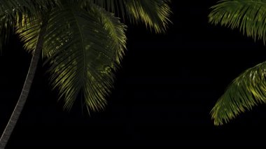 Alfa kanallı şeffaf bir arkaplanda palmiye dalları