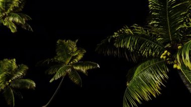 Şeffaf arkaplanda palmiye ağacı geçişi