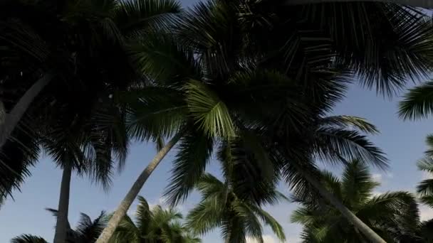 美丽的夏天 热带风景秀丽 靠近大海 有棕榈树 大海和海滩 — 图库视频影像