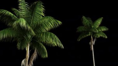 Bir alfa c kullanarak şeffaf arkaplanda palmiye dalları