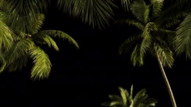 Rüzgarda uçuşan tropik palmiye ağaçları alfa kanallı şeffaf bir zemin üzerinde.