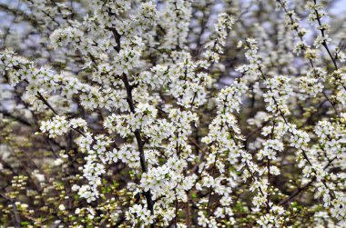 Taze açmış bahar ağacı. Yakın plan.