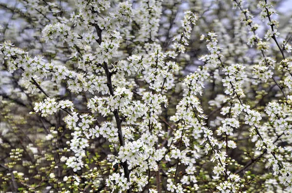 Taze açmış bahar ağacı. Yakın plan.