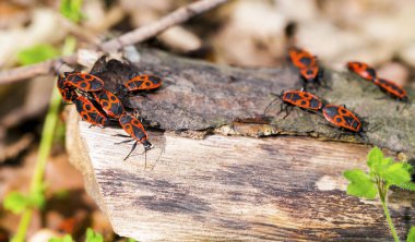 Güneşli ormanda, bagajda siyah lekeli kırmızı böcekler...