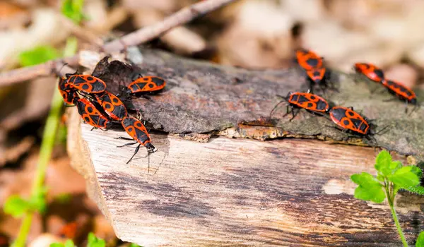Güneşli ormanda, bagajda siyah lekeli kırmızı böcekler...