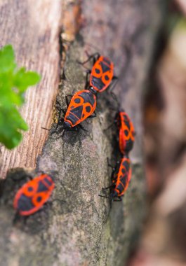 Güneşli ormanda, bagajda siyah lekeli kırmızı böcekler...